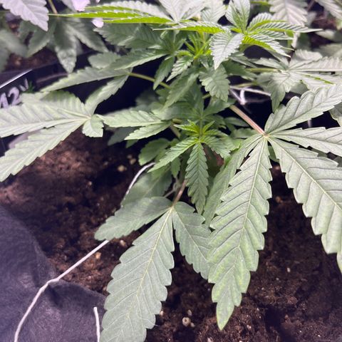 Soju growlog timeline photo
