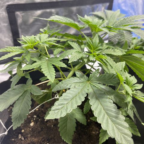 Sticky glue growlog timeline photo
