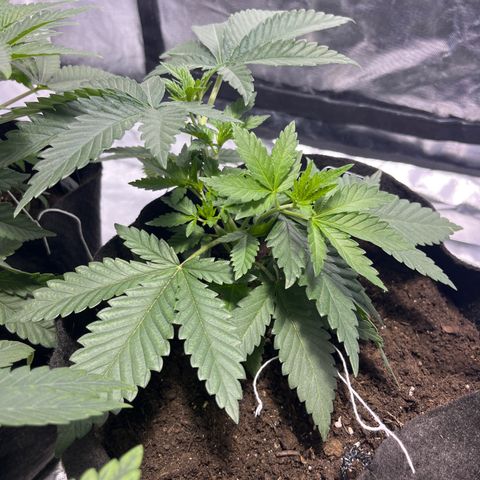 Purple Zkittlez RBX growlog timeline photo