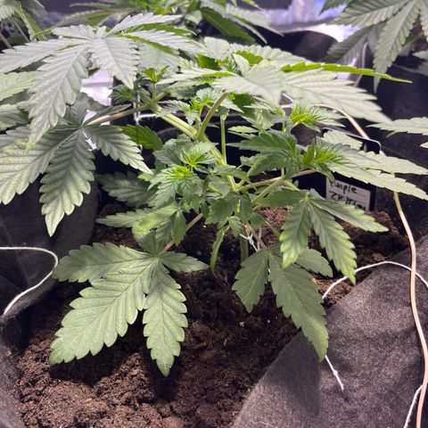 Purple Zkittlez RBX growlog timeline photo