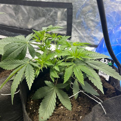 Funkfetti growlog timeline photo