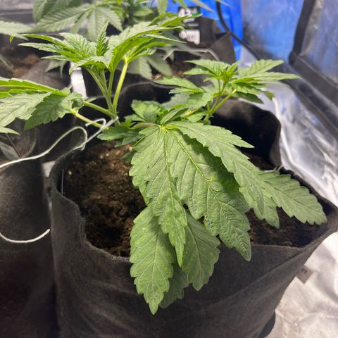 Funkfetti growlog timeline photo