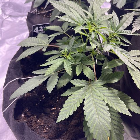 Soju growlog timeline photo