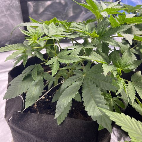 Sticky glue growlog timeline photo