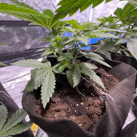 Purple Zkittlez RBX growlog timeline photo