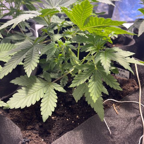 Purple Zkittlez RBX growlog timeline photo