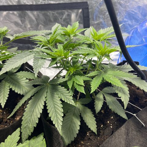 Funkfetti growlog timeline photo
