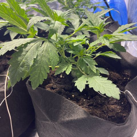 Funkfetti growlog timeline photo