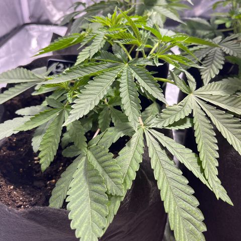 Soju growlog timeline photo