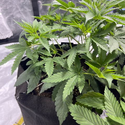 Sticky glue growlog timeline photo