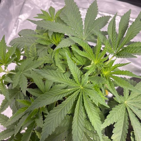 Sticky glue growlog timeline photo