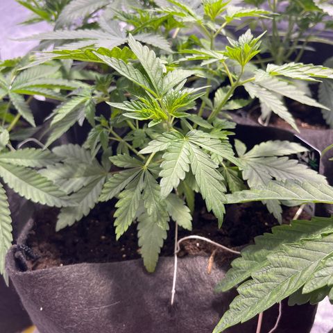 Purple Zkittlez RBX growlog timeline photo