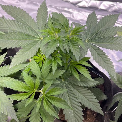 Purple Zkittlez RBX growlog timeline photo