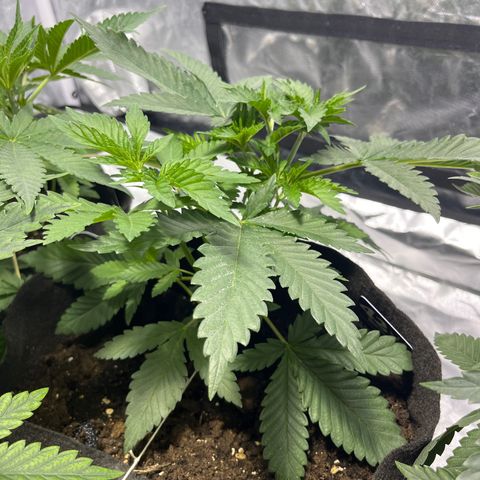 Purple Zkittlez RBX growlog timeline photo