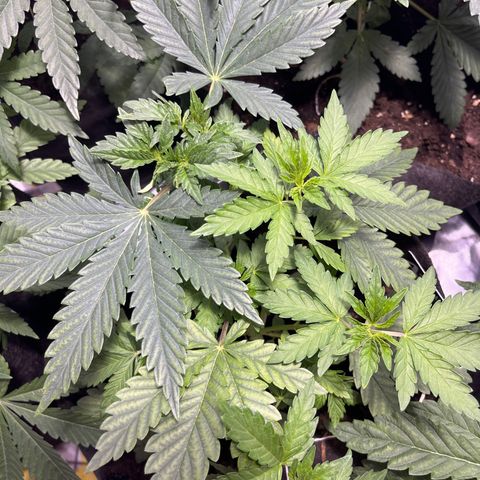 Purple Zkittlez RBX growlog timeline photo