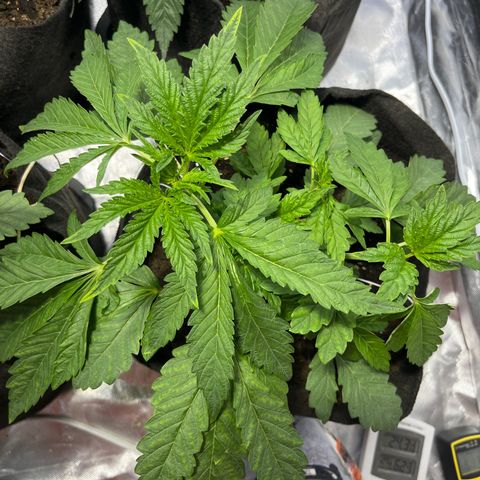 Funkfetti growlog timeline photo