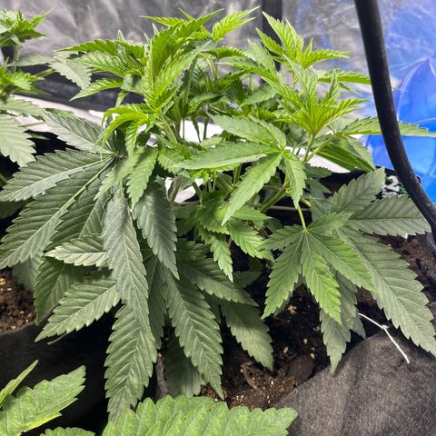 Funkfetti growlog timeline photo