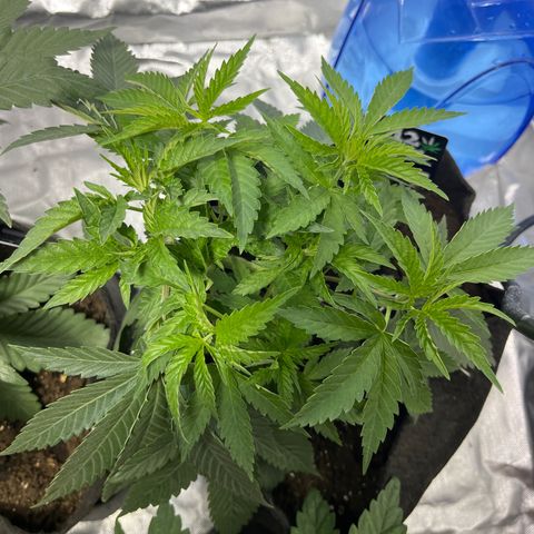 Funkfetti growlog timeline photo