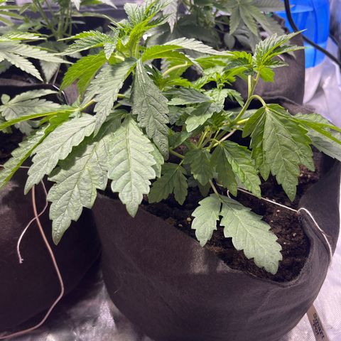 Funkfetti growlog timeline photo