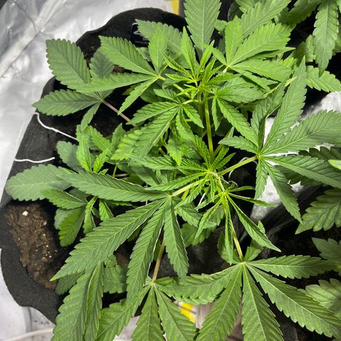 Soju growlog timeline photo
