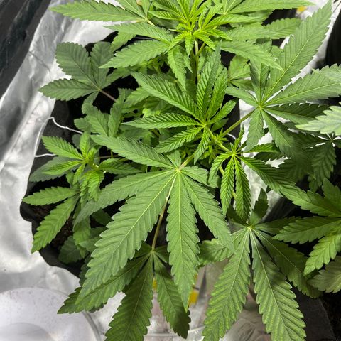 Soju growlog timeline photo