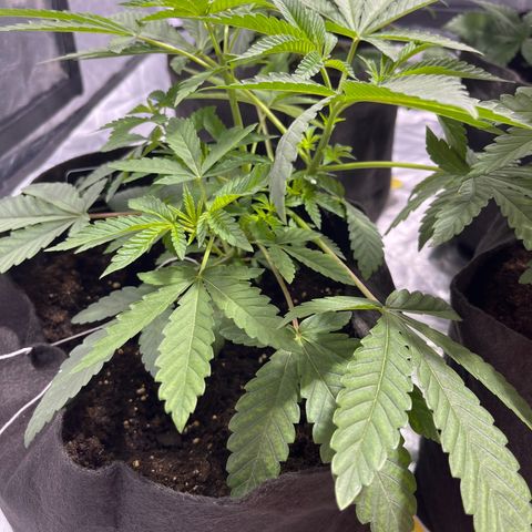 Soju growlog timeline photo
