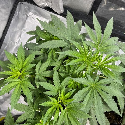 Sticky glue growlog timeline photo