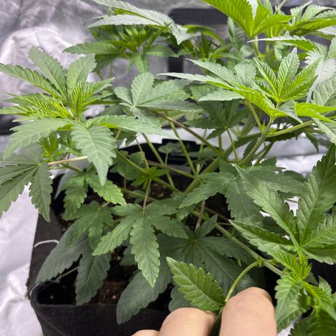Sticky glue growlog timeline photo