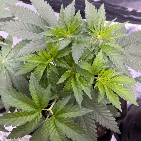 Purple Zkittlez RBX growlog timeline photo