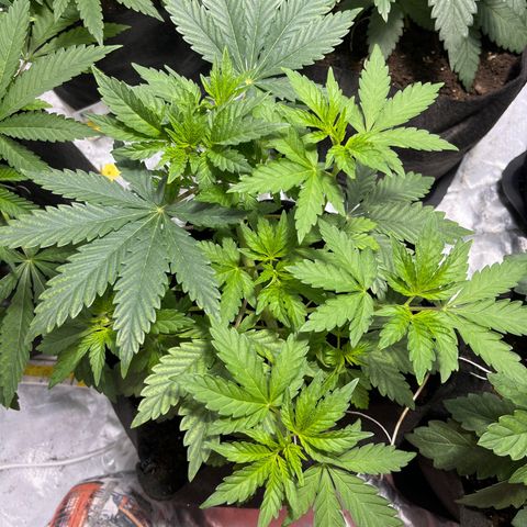 Purple Zkittlez RBX growlog timeline photo