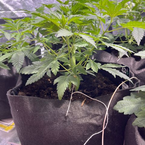 Purple Zkittlez RBX growlog timeline photo