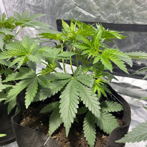 Purple Zkittlez RBX growlog timeline photo