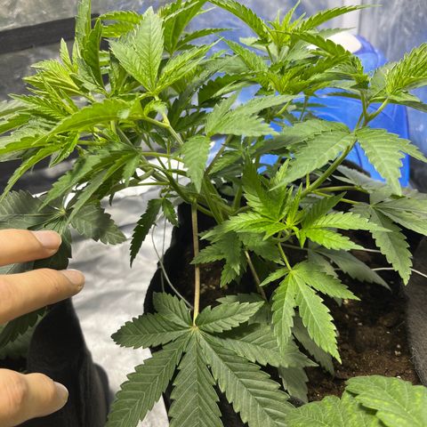 Funkfetti growlog timeline photo