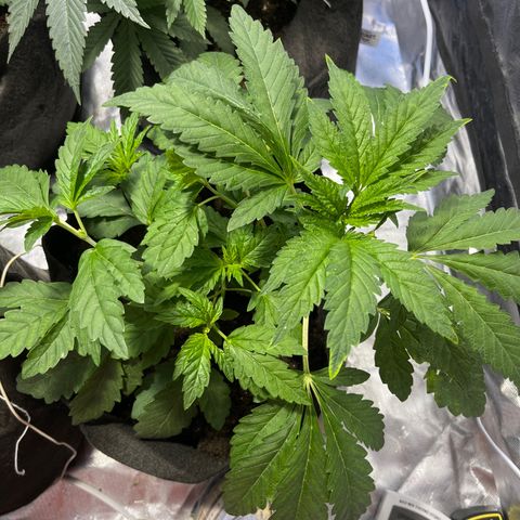 Funkfetti growlog timeline photo