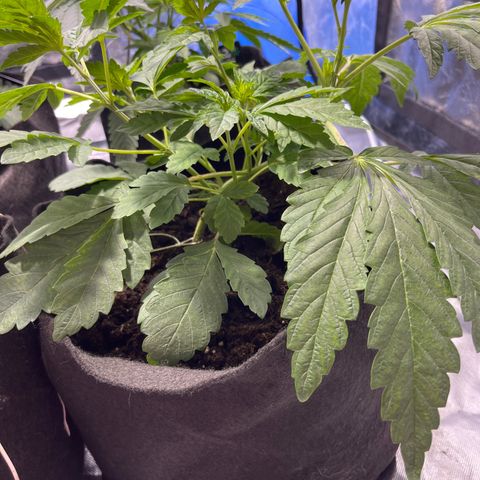 Funkfetti growlog timeline photo