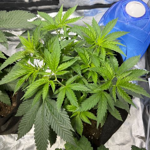 Funkfetti growlog timeline photo