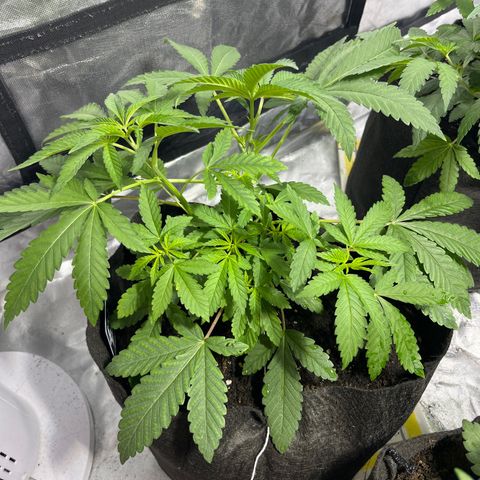Soju growlog timeline photo