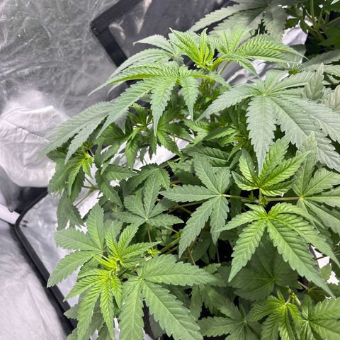 Sticky glue growlog timeline photo