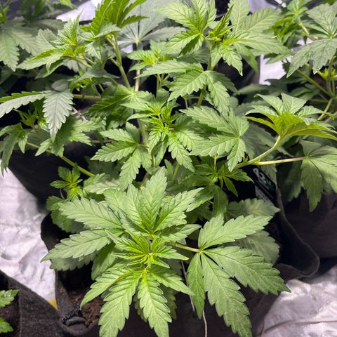 Purple Zkittlez RBX growlog timeline photo