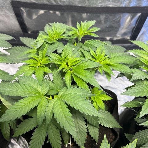 Purple Zkittlez RBX growlog timeline photo
