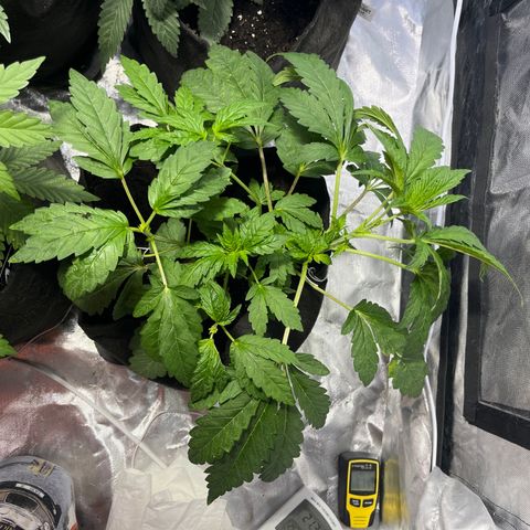Funkfetti growlog timeline photo