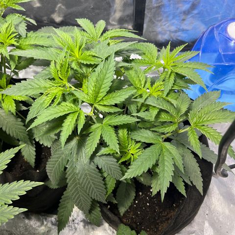 Funkfetti growlog timeline photo
