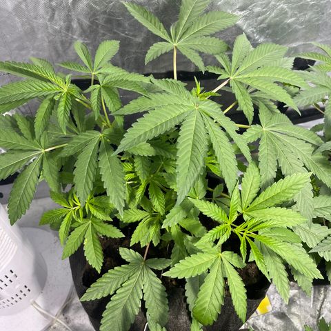 Soju growlog timeline photo