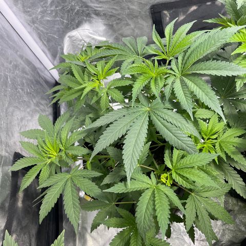 Sticky glue growlog timeline photo