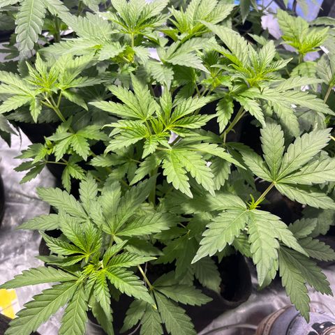 Purple Zkittlez RBX growlog timeline photo