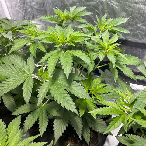 Purple Zkittlez RBX growlog timeline photo