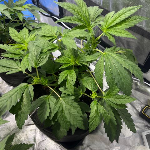 Funkfetti growlog timeline photo