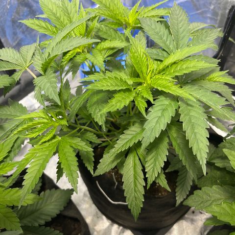 Funkfetti growlog timeline photo