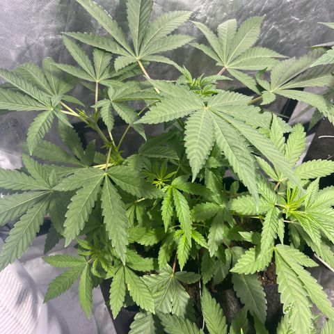 Soju growlog timeline photo