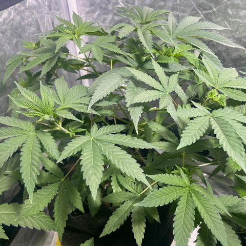 Sticky glue growlog timeline photo